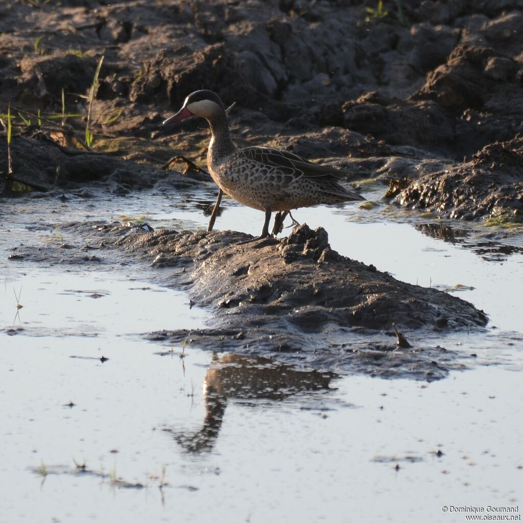 Red-billed Teal