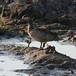 Canard à bec rouge