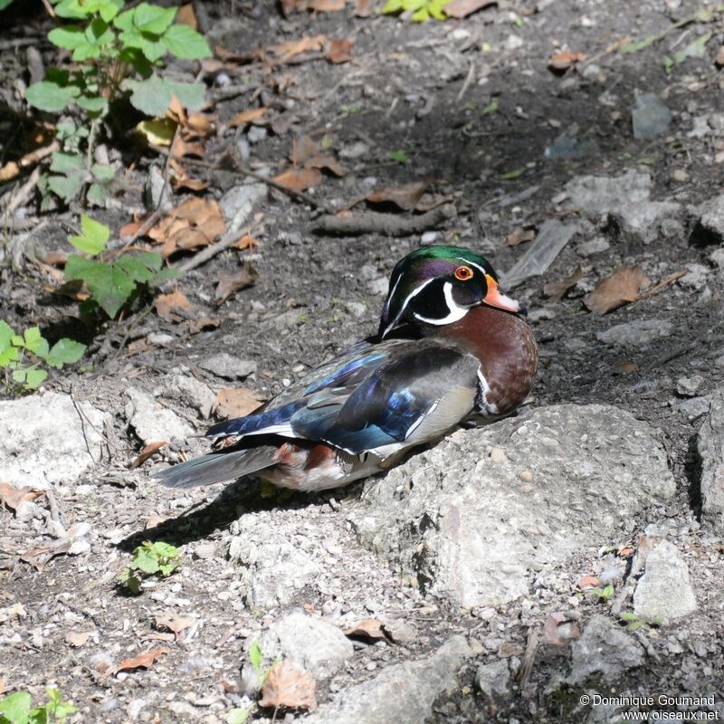 Wood Duck male adult