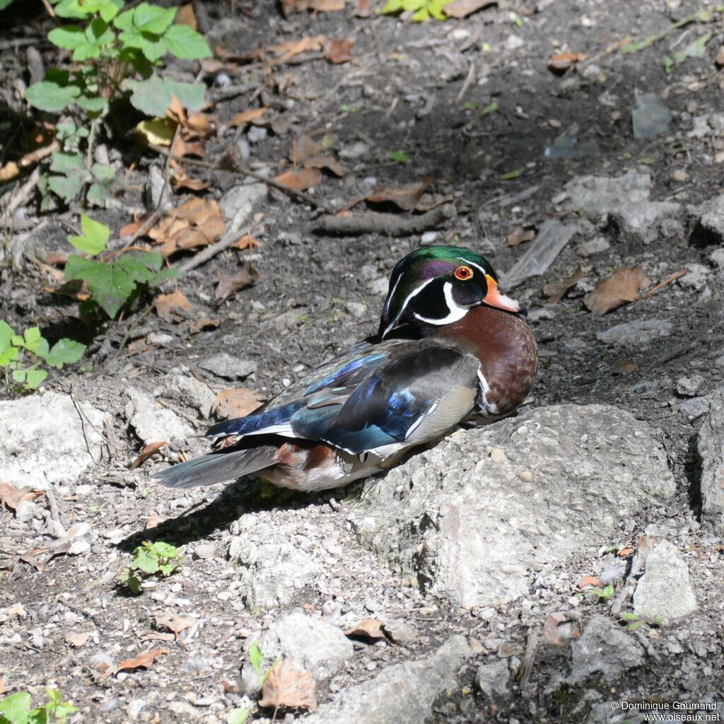 Canard carolin mâle adulte