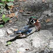 Wood Duck