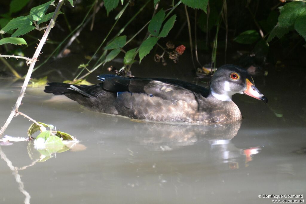 Canard carolin mâle adulte