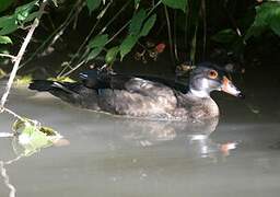 Wood Duck