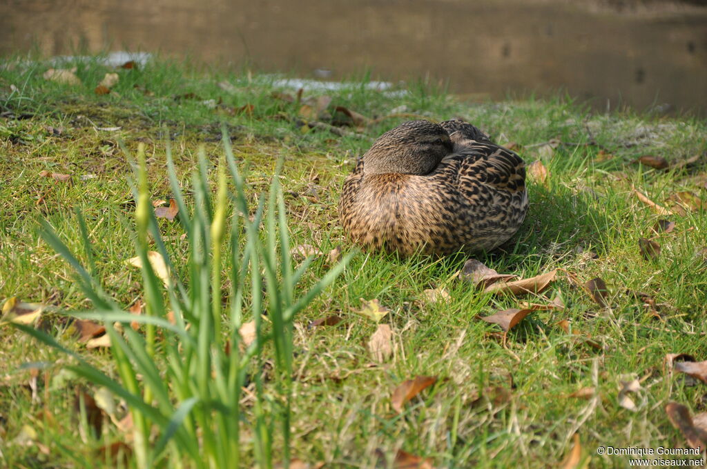 Canard colvert femelle