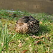 Canard colvert