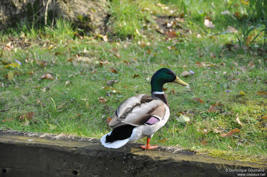 Canard colvert mâle adulte