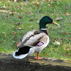 Canard colvert