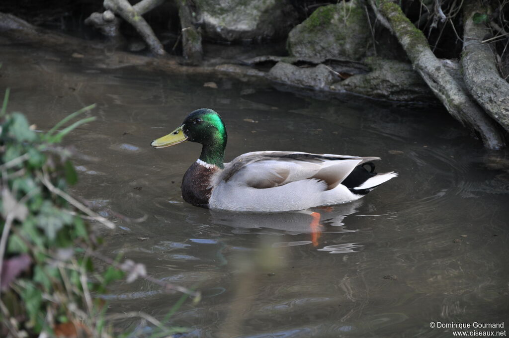 Canard colvert mâle adulte