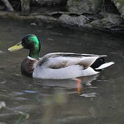 Canard colvert