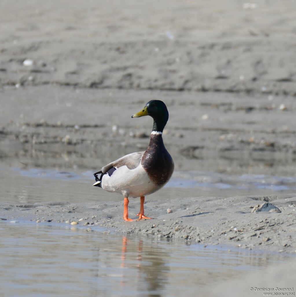 Mallard male