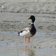 Mallard