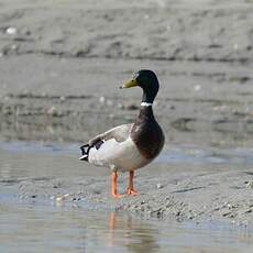 Canard colvert