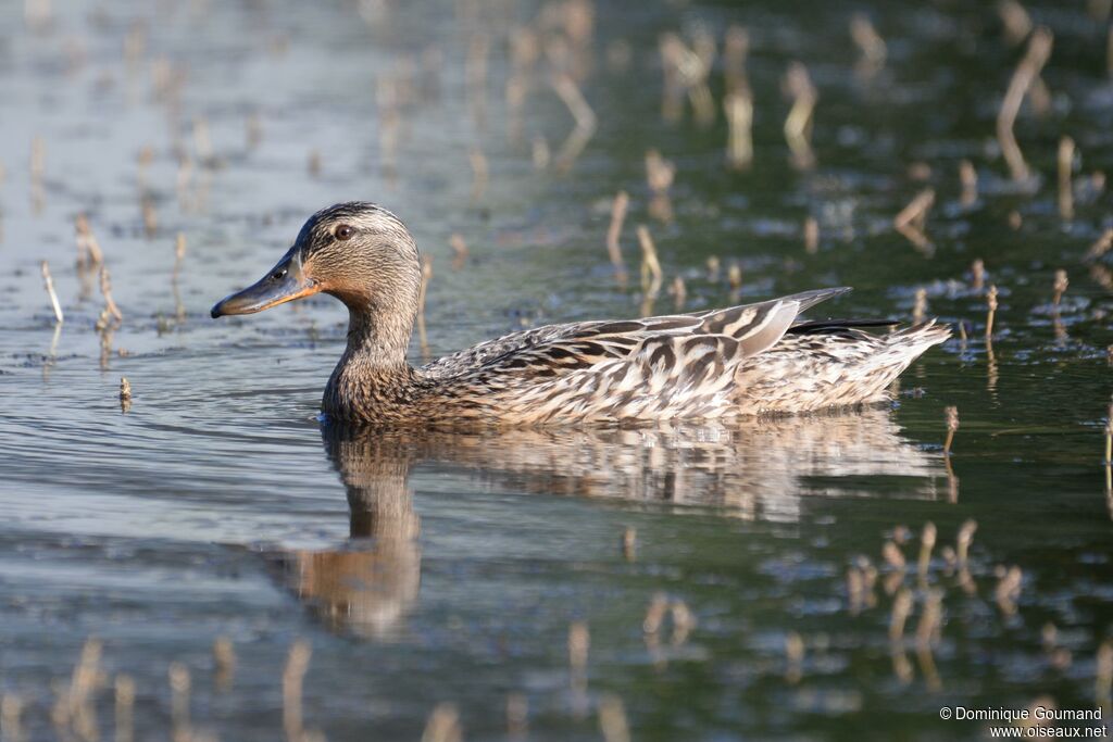 Canard colvert femelle adulte