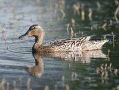 Canard colvert