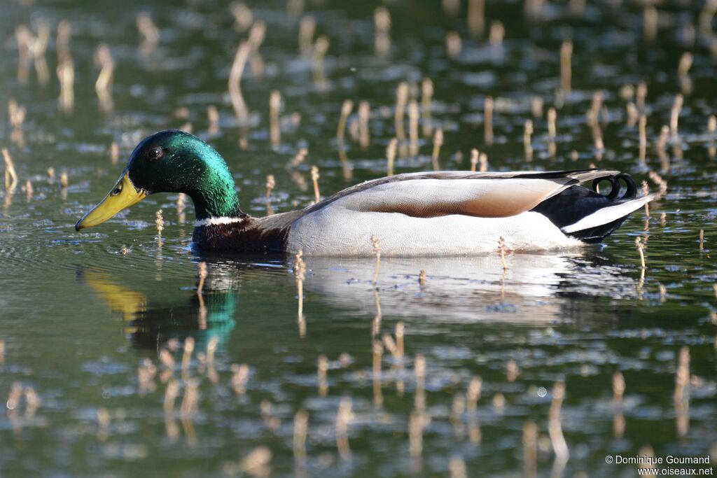 Mallard male adult