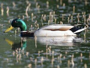 Canard colvert