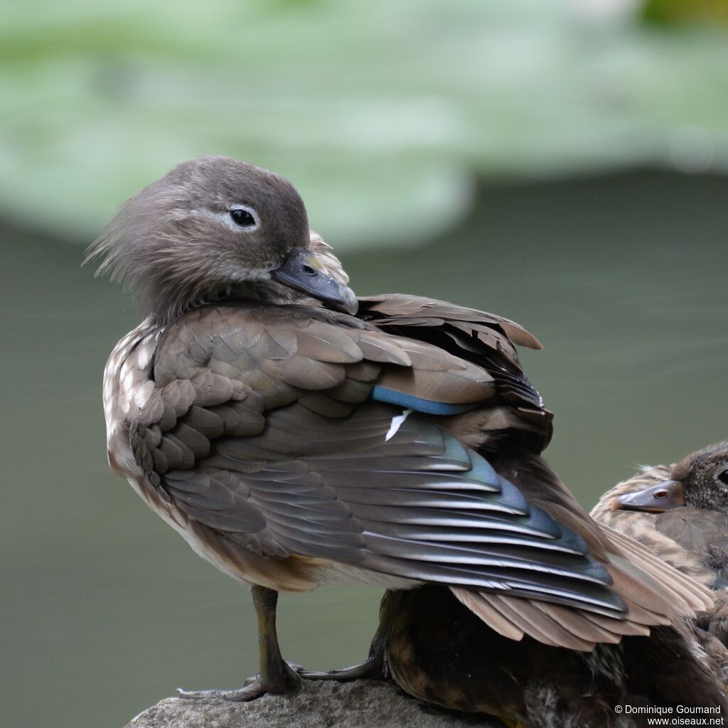 Canard mandarin femelle adulte