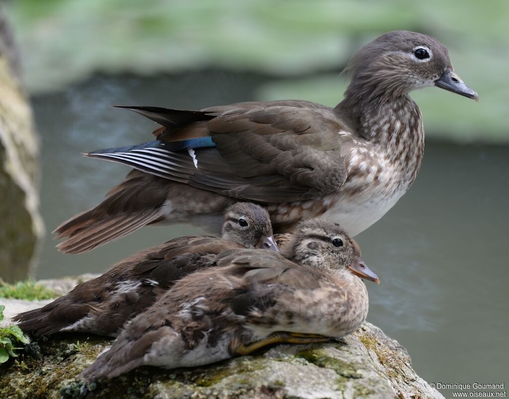 Mandarin Duck