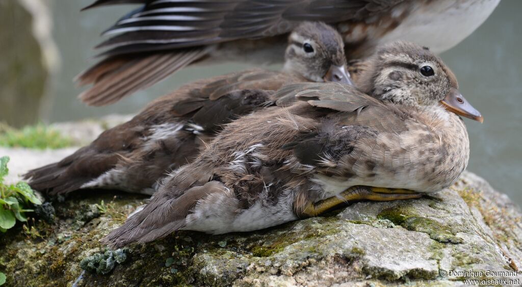 Canard mandarinjuvénile