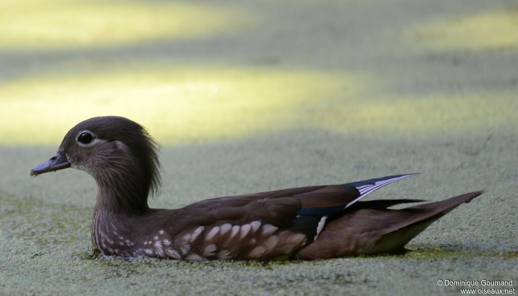 Mandarin Duck female