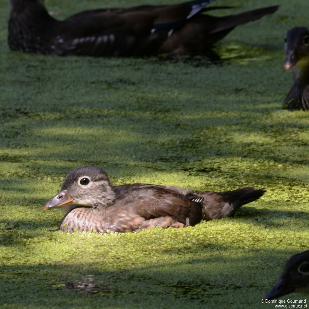 Canard mandarinjuvénile