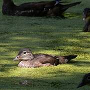 Mandarin Duck