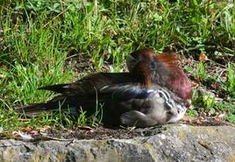 Canard mandarin