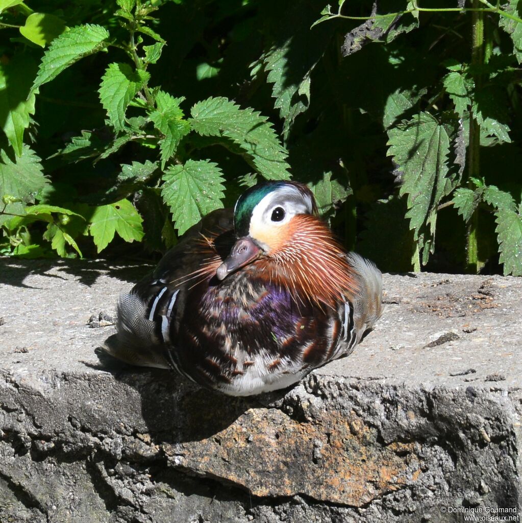 Canard mandarin mâle adulte