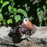 Canard mandarin