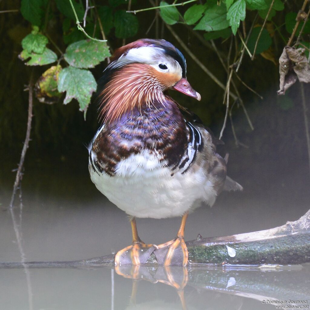 Canard mandarin mâle adulte