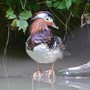 Mandarin Duck