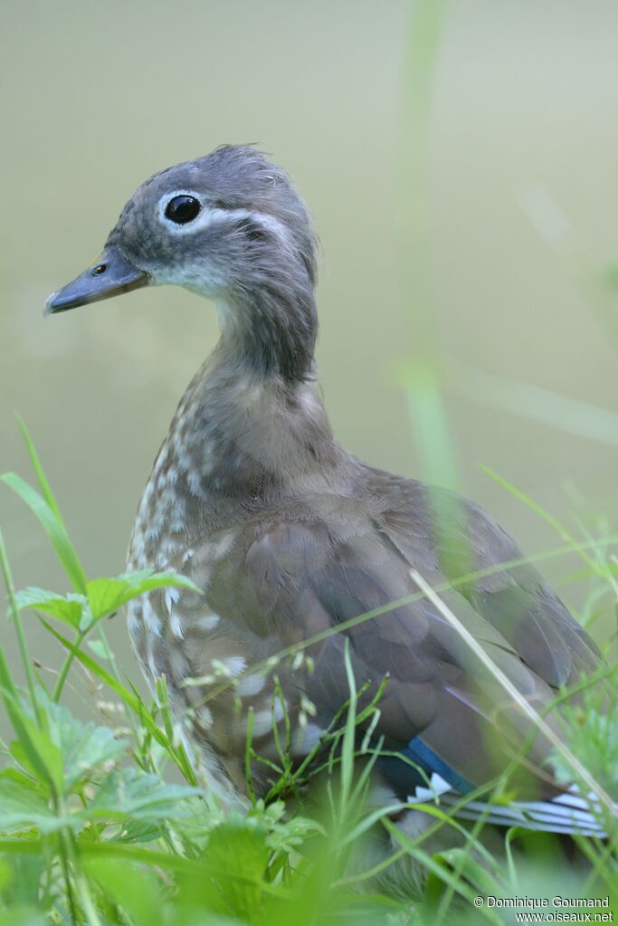 Canard mandarinjuvénile