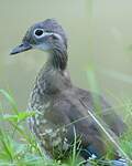 Canard mandarin