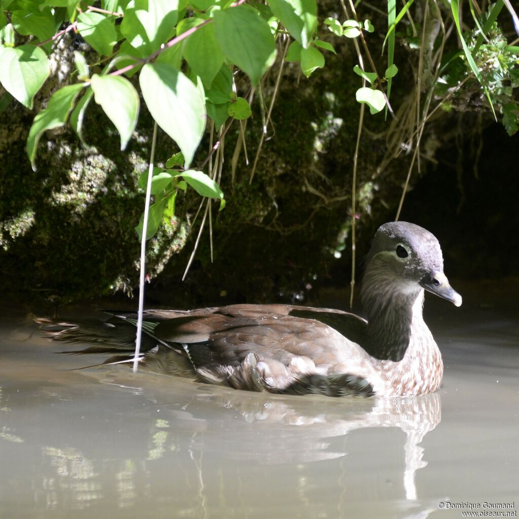 Mandarin Duck female adult