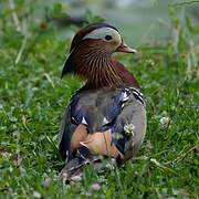 Mandarin Duck