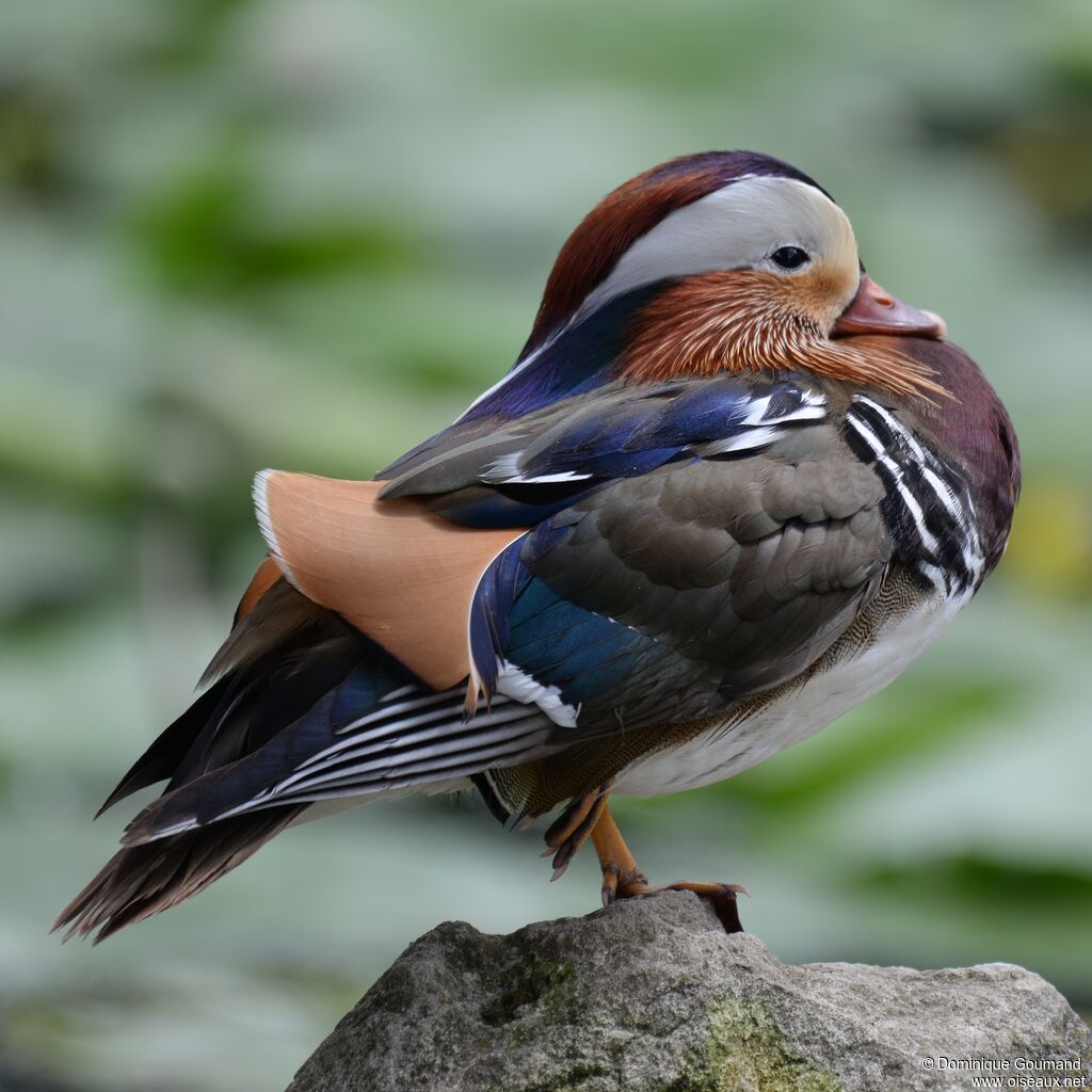 Canard mandarin mâle adulte