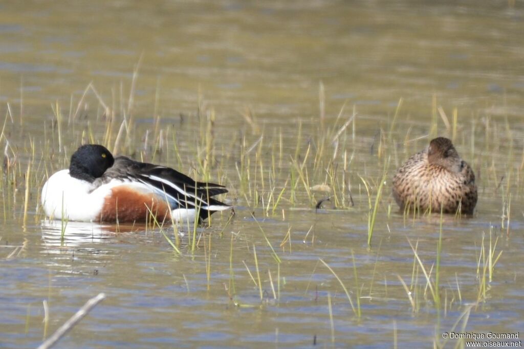 Canard souchetadulte