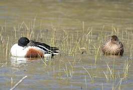 Northern Shoveler