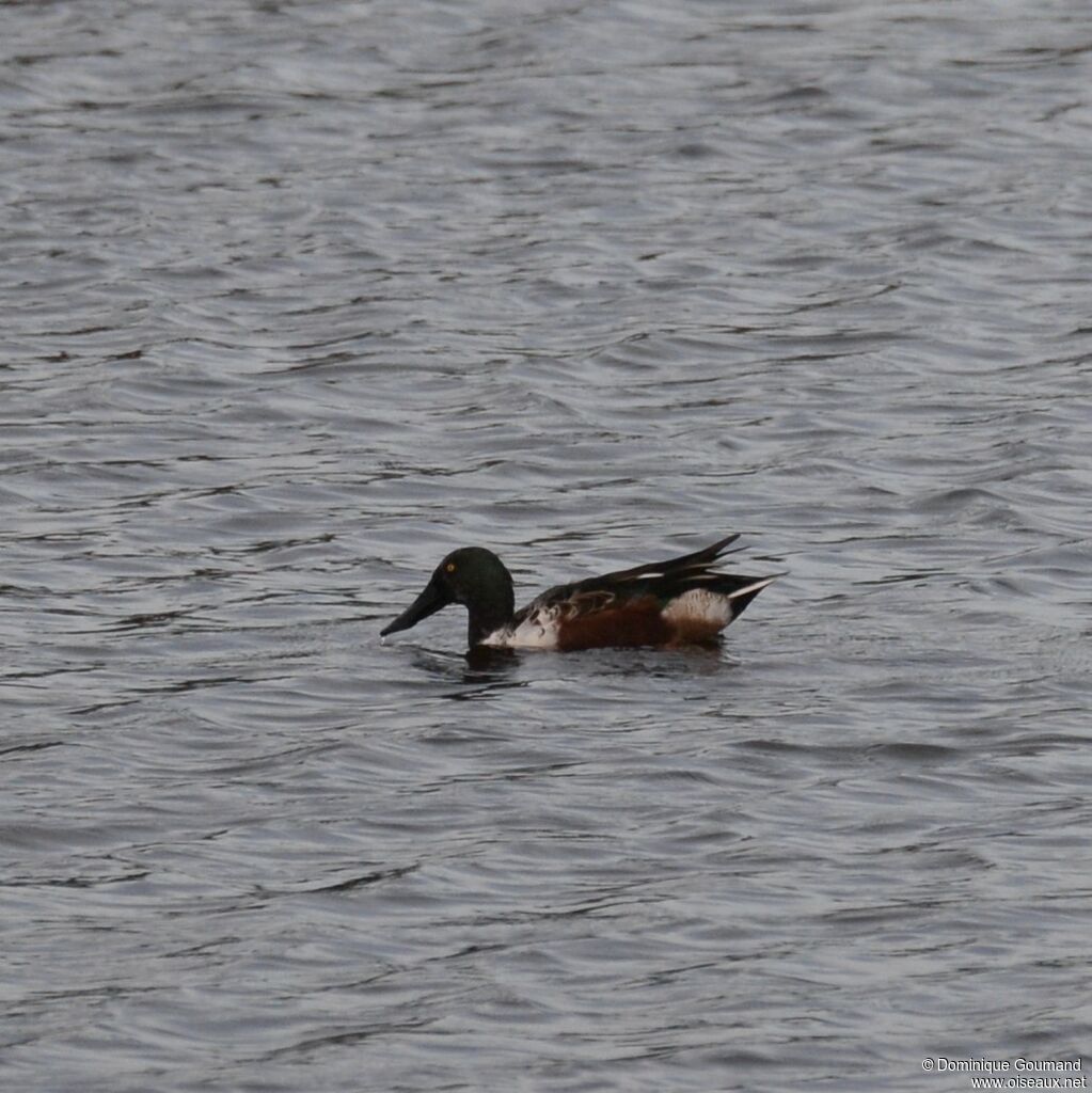 Canard souchet mâle adulte