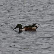 Northern Shoveler