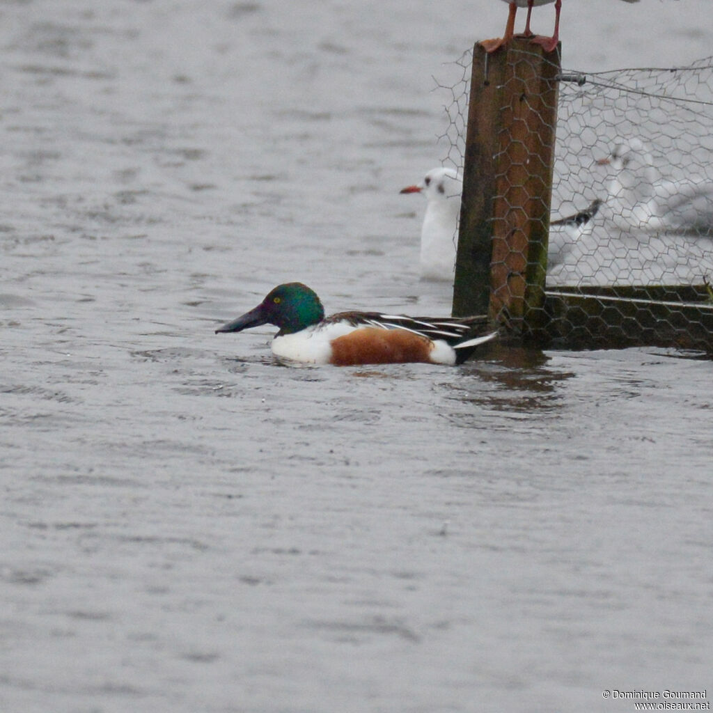 Canard souchet mâle adulte