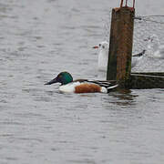 Northern Shoveler