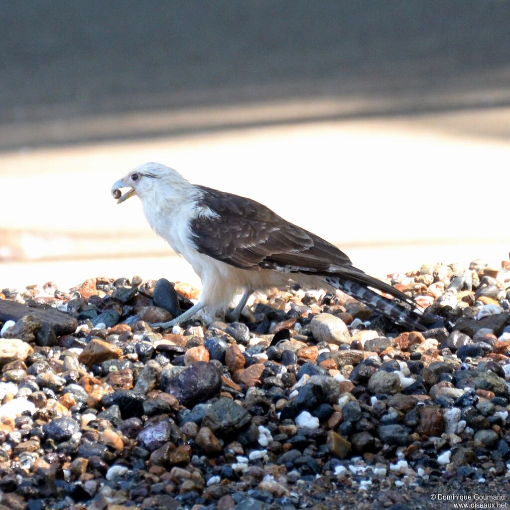 Yellow-headed Caracaraadult