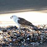 Caracara à tête jaune