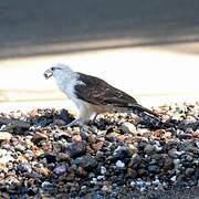 Yellow-headed Caracara