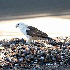 Caracara à tête jaune