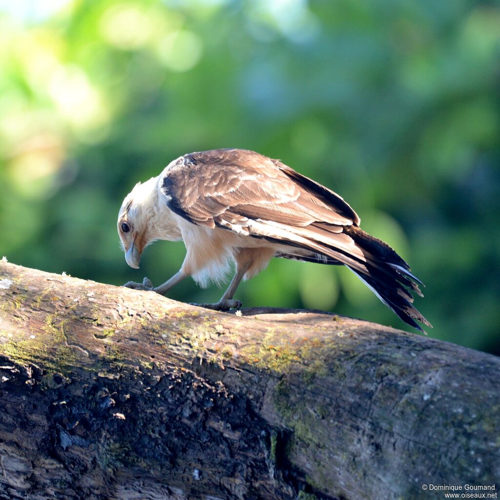 Yellow-headed Caracaraadult
