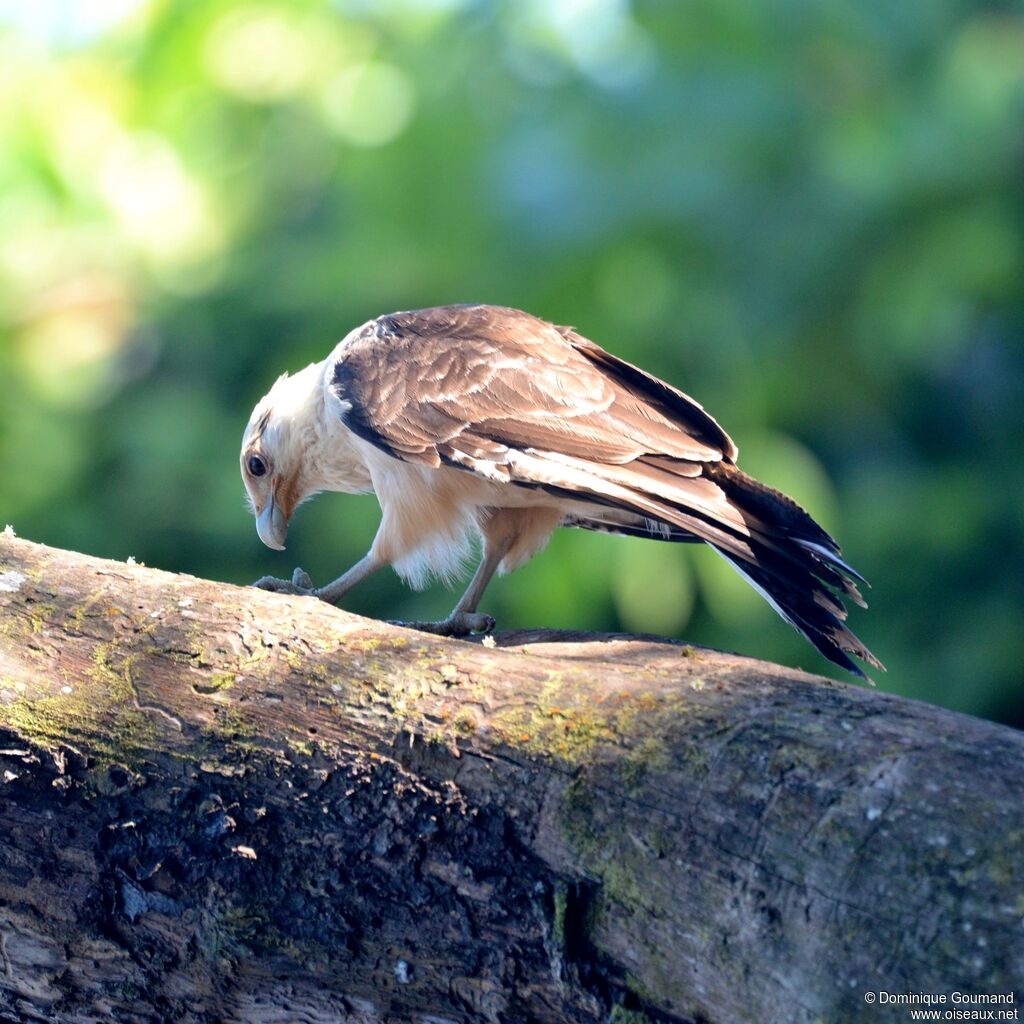 Caracara à tête jauneadulte