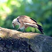 Yellow-headed Caracara