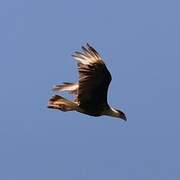 Crested Caracara (cheriway)